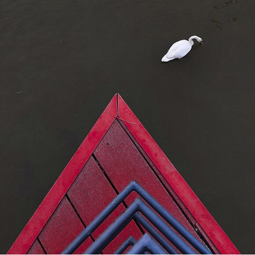 01-Swan-BW